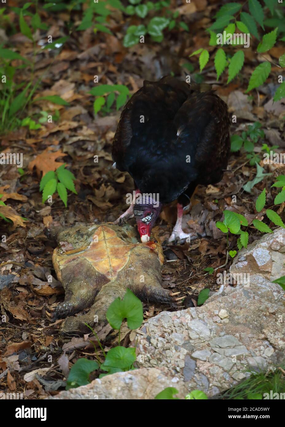 vautour de la dinde (Cathartes aura), se nourrissant de la tortue serpentine morte, (Chelydra serpentina), Maryland Banque D'Images