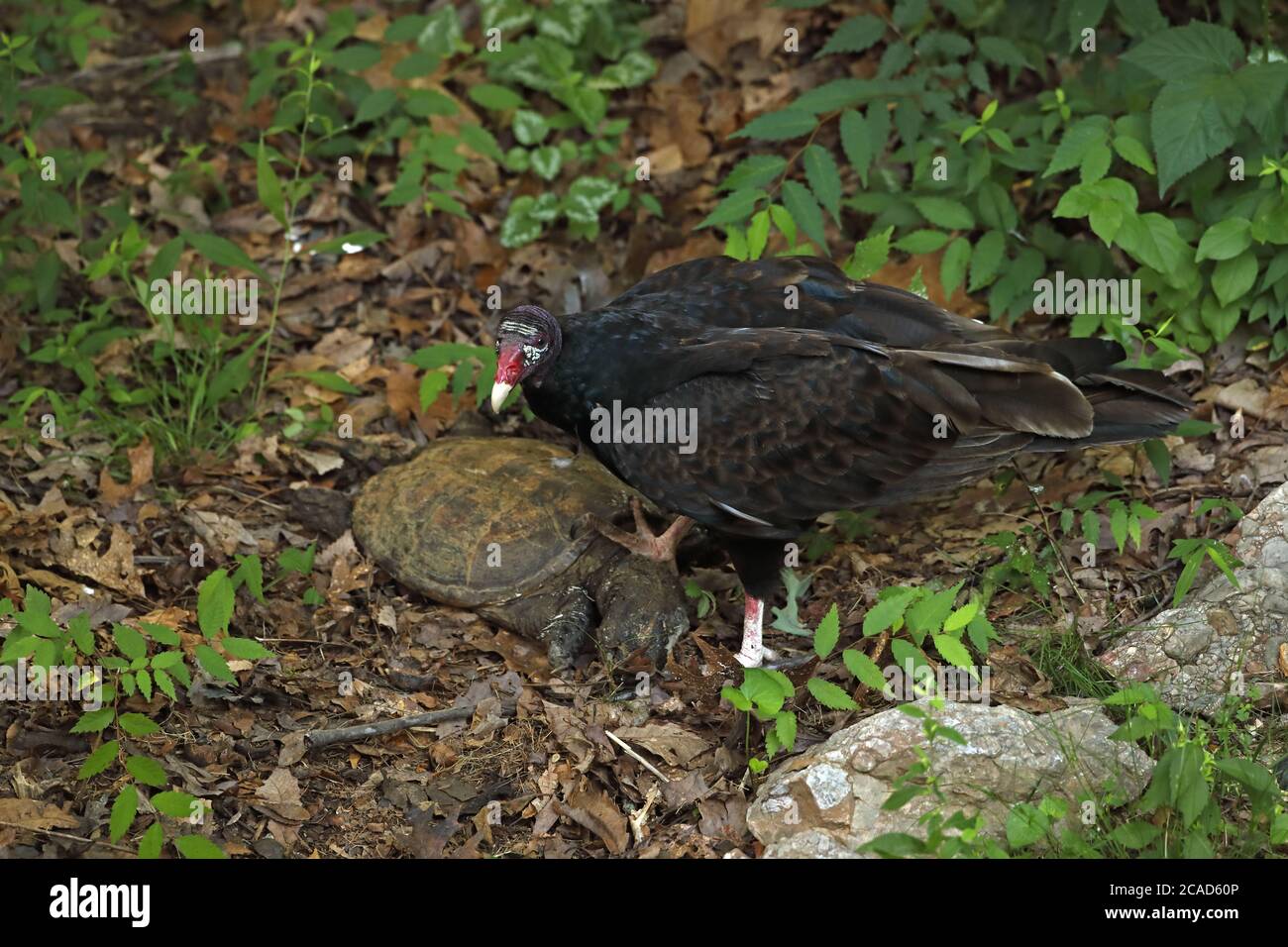 vautour de la dinde (Cathartes aura), se nourrissant de la tortue serpentine morte, (Chelydra serpentina), Maryland Banque D'Images