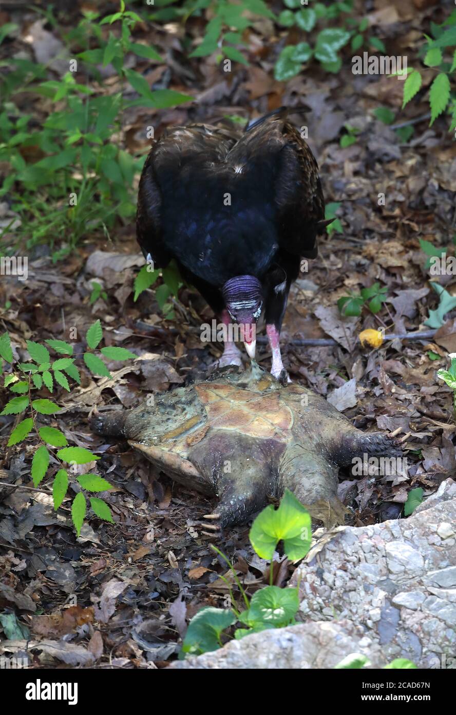 vautour de la dinde (Cathartes aura), se nourrissant de la tortue serpentine morte, (Chelydra serpentina), Maryland Banque D'Images