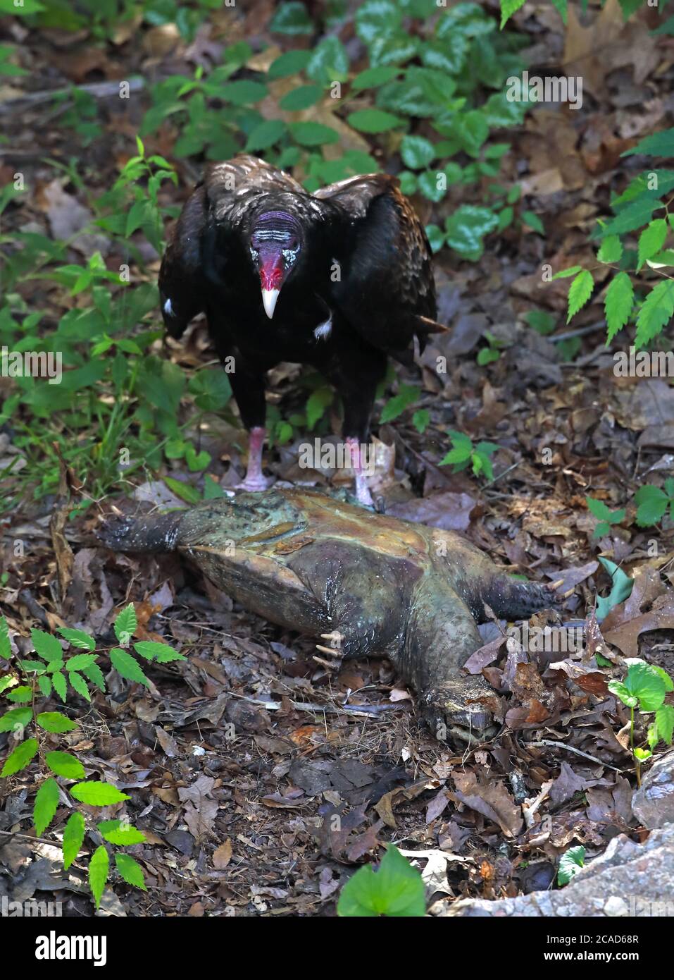 vautour de la dinde (Cathartes aura), se nourrissant de la tortue serpentine morte, (Chelydra serpentina), Maryland Banque D'Images