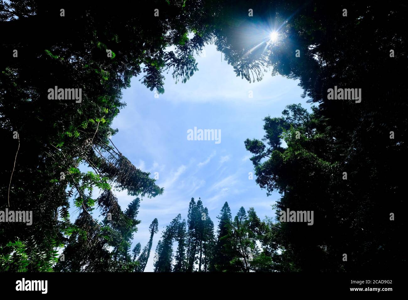Regardez la forêt verte encadrée avec des arbres, le ciel bleu ensoleillé et le beau soleil lumineux. Banque D'Images Regardez la forêt verte encadrée avec des arbres, le ciel bleu ensoleillé et le beau soleil lumineux. Banque D'Images