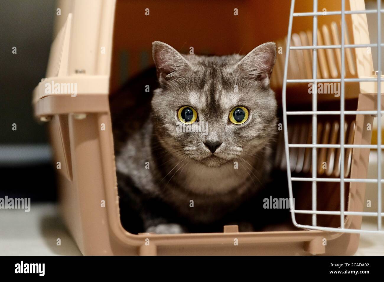 Gros plan sur la face avant d'un chat britannique Shorthair dans la boîte à air (porte-animal). Les yeux s'ouvrent en regardant la caméra. Arrière-plan flou Banque D'Images