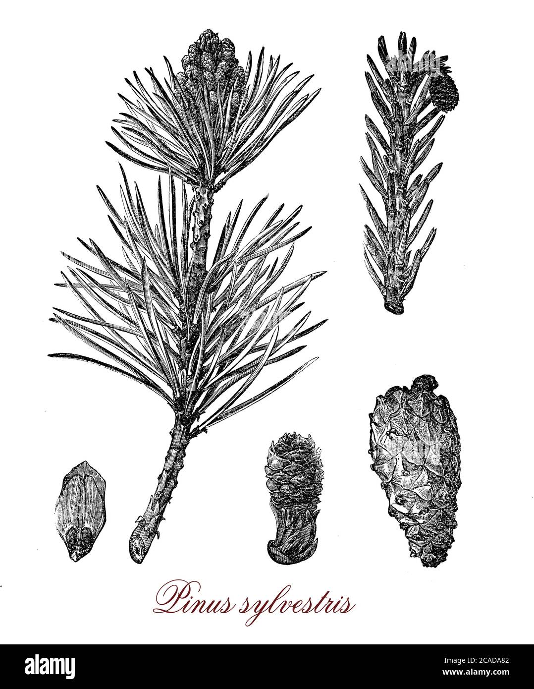 PIN écossais ou pinus silvestris, conifères à feuilles persistantes qui pousse jusqu'à 35mt. De hauteur. Sa durée de vie est normalement de 150 à 300 ans, les feuilles sont des aiguilles bleu-vert, les fruits sont des cônes brun-jaune. Banque D'Images