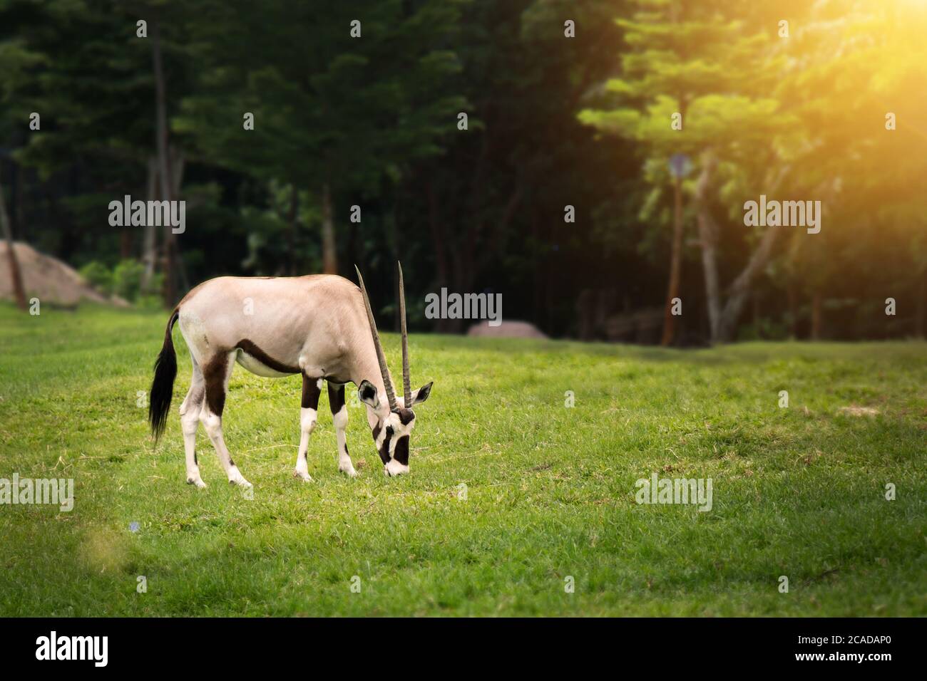 Gemsbok ( Oryx gazella) manger quelque chose sur l'herbe verte dans le zoo ouvert Banque D'Images