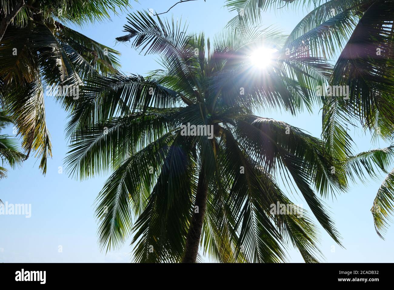 vue à angle bas des palmiers à noix de coco verts avec ciel bleu soleil. lumière du soleil à travers les feuilles des arbres. concept de vacances d'été Banque D'Images