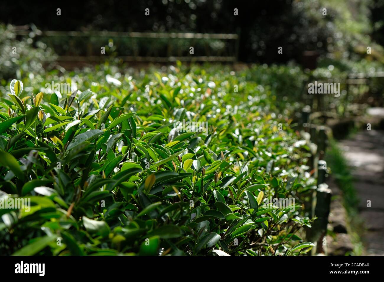 proche des plantes à thé chinois avec des feuilles de thé vert sous la lumière du soleil. Arrière-plan flou. Banque D'Images