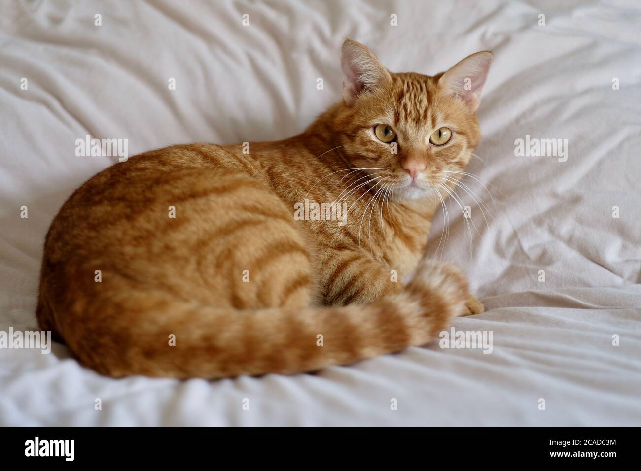 gros plan sur un chat tabby brun couché sur une courtepointe blanche. Regarder l'appareil photo. Arrière-plan flou Banque D'Images