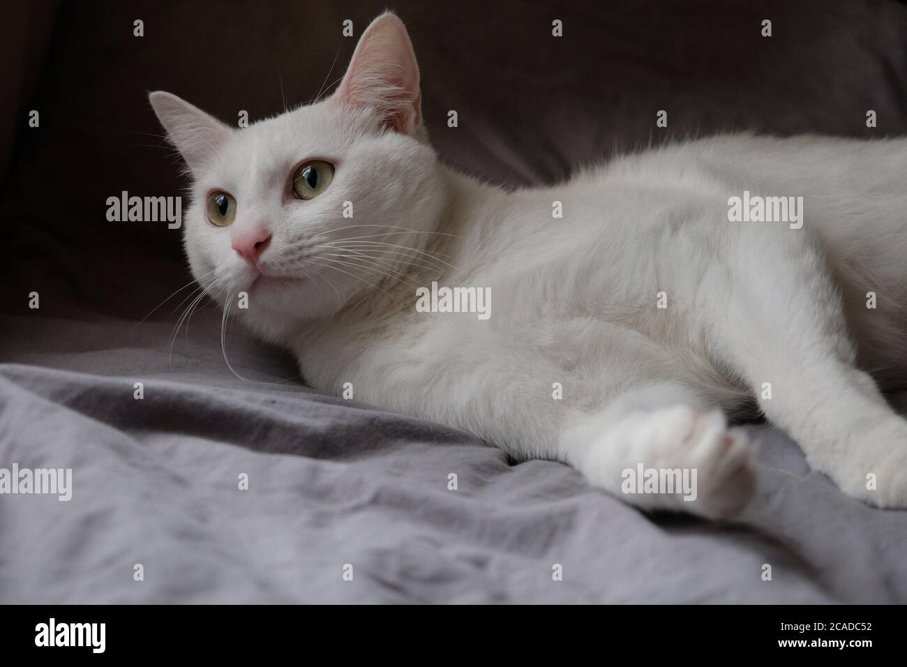gros plan d'un chat blanc pur allongé sur un drap de lit gris à la lumière du jour. Arrière-plan sombre Banque D'Images