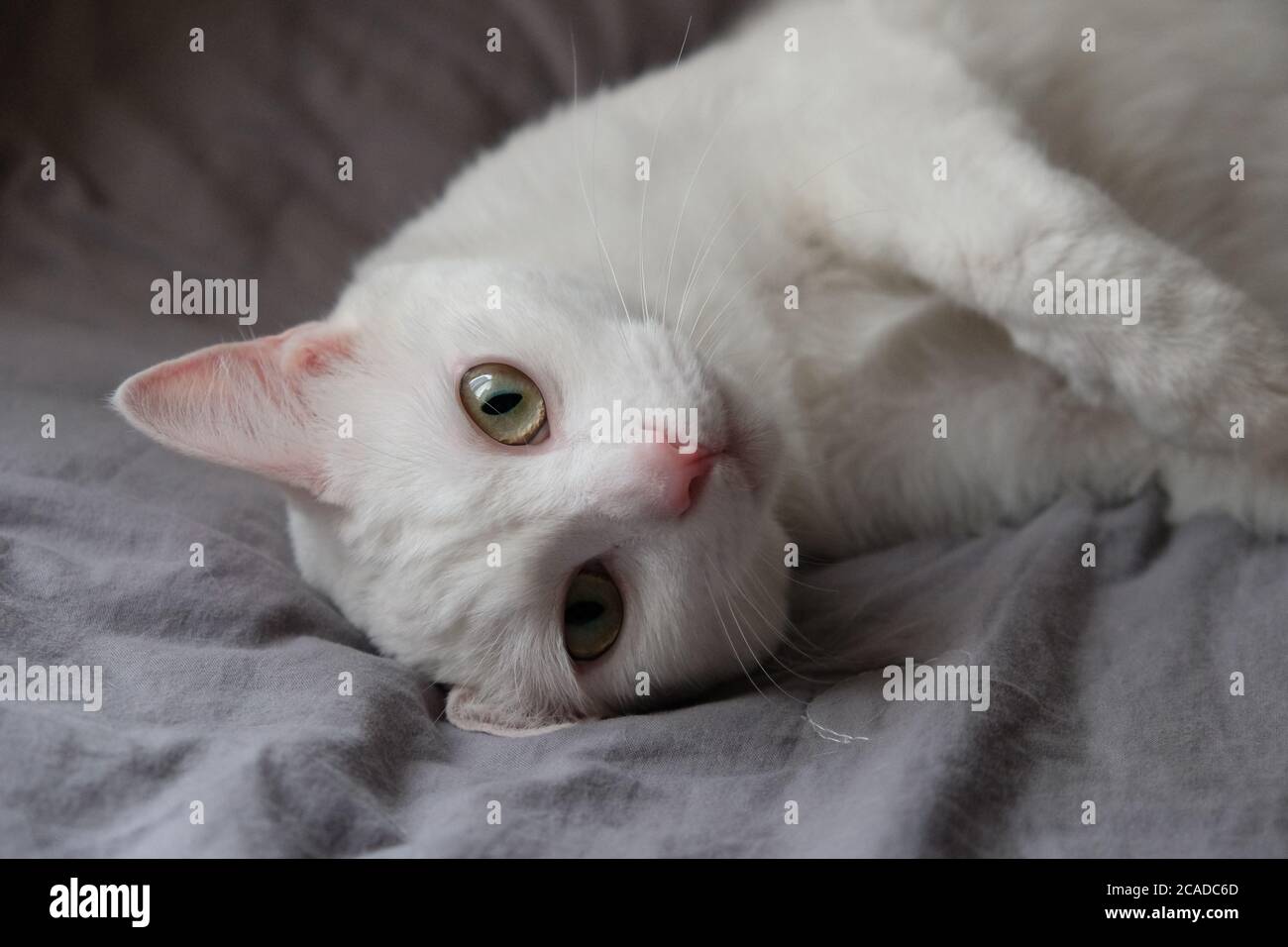 gros plan sur la face avant d'un chat blanc méchant couché sur une feuille de lit grise sous la lumière du jour. Regarder l'appareil photo. Arrière-plan flou Banque D'Images