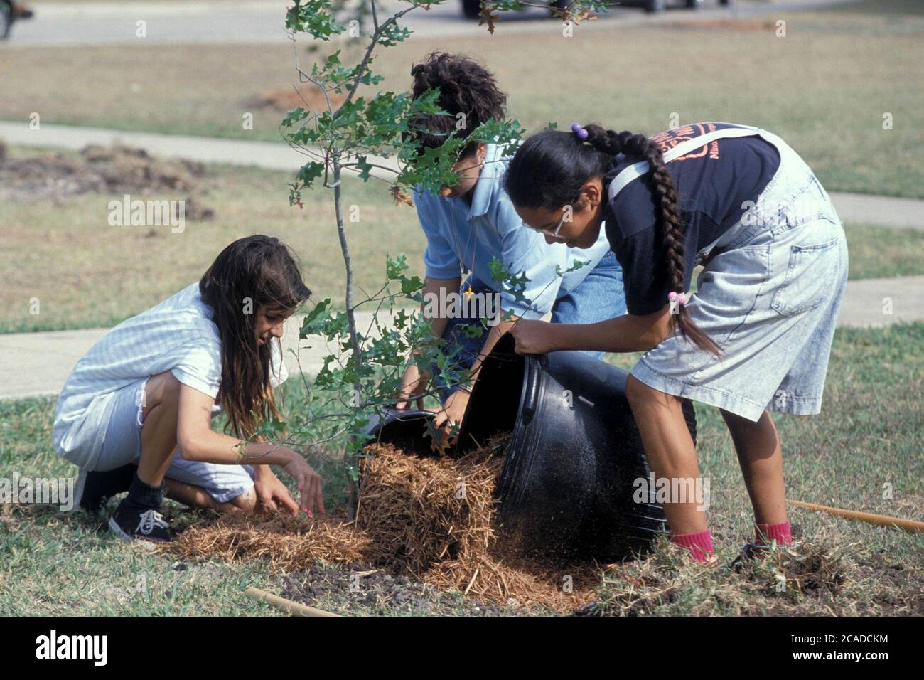 Austin Texas États-Unis : les étudiants hispaniques et amérindiens du premier cycle du secondaire placent des filles paillis autour d'un arbre devant leur école. ©Bob Daemmrich Banque D'Images