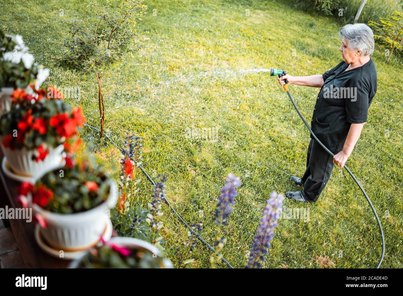Femme âgée qui arrose des plantes dans son jardin. Activité en été Banque D'Images