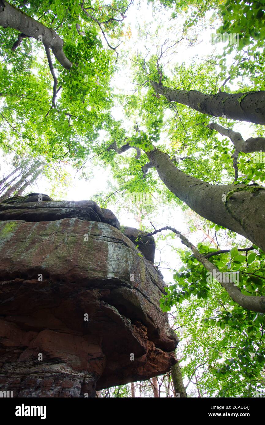 Grand rocher dans la forêt du Palatinat Banque D'Images