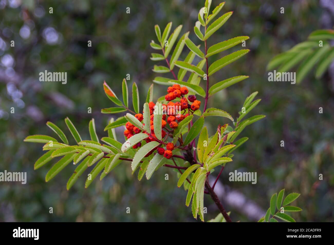 de belles baies rowan rouges mûres sur l'arbuste Banque D'Images