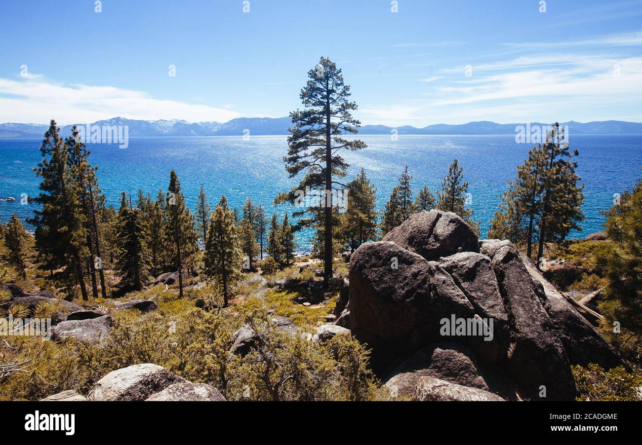 Lake Tahoe et Ponderosa Pine Banque D'Images