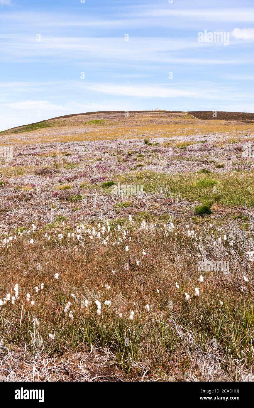 Parc national d'Exmoor - herbe de coton commune (Eriophorum angustifolium) poussant sur Dunkery Hill en dessous de Dunkery Beacon, Somerset, Royaume-Uni Banque D'Images
