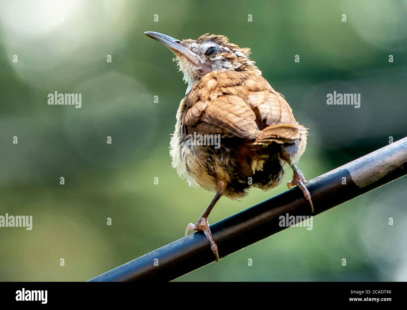 Perching de petits oiseaux Banque D'Images
