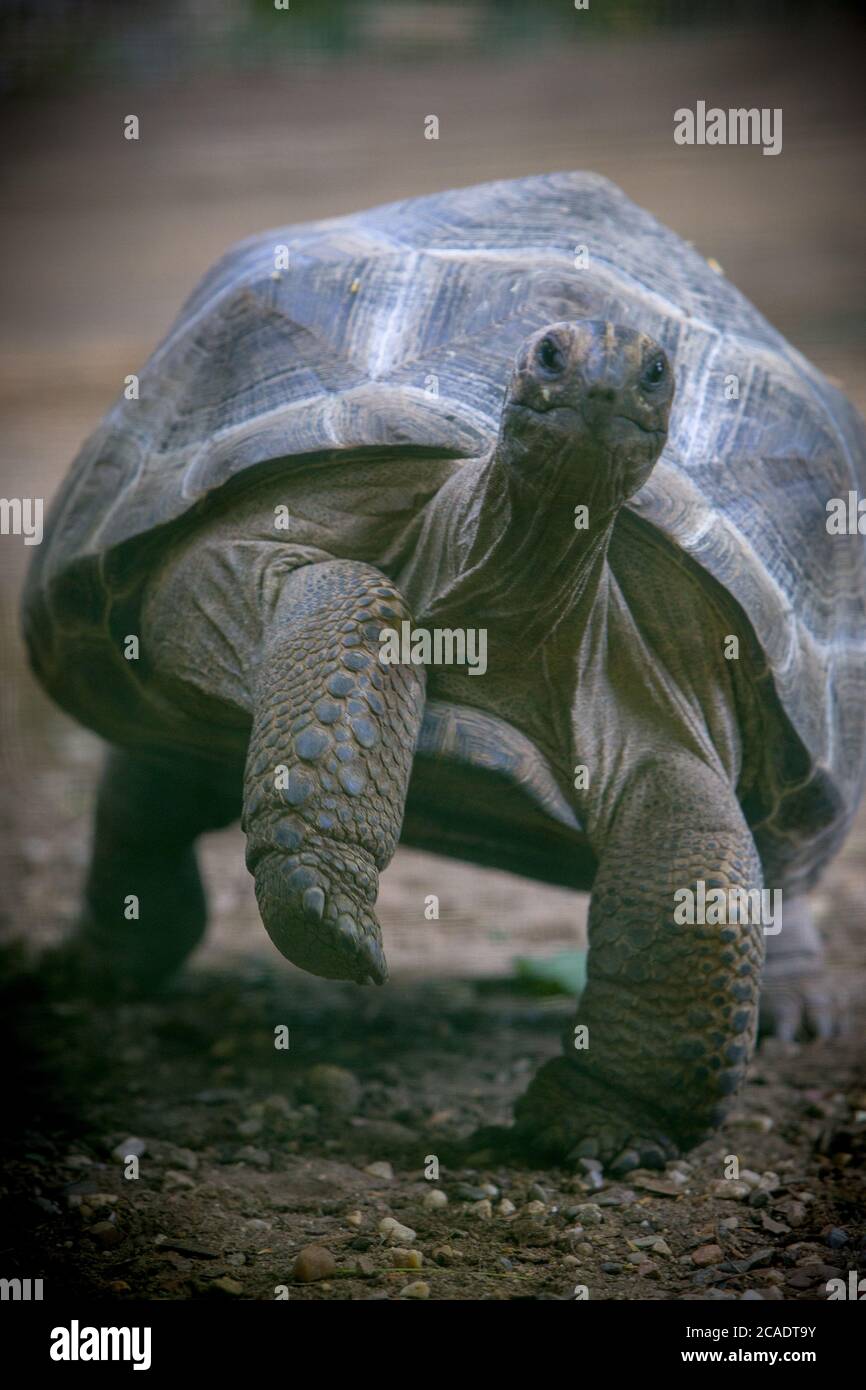 Un détail d'une tortue géante Banque D'Images