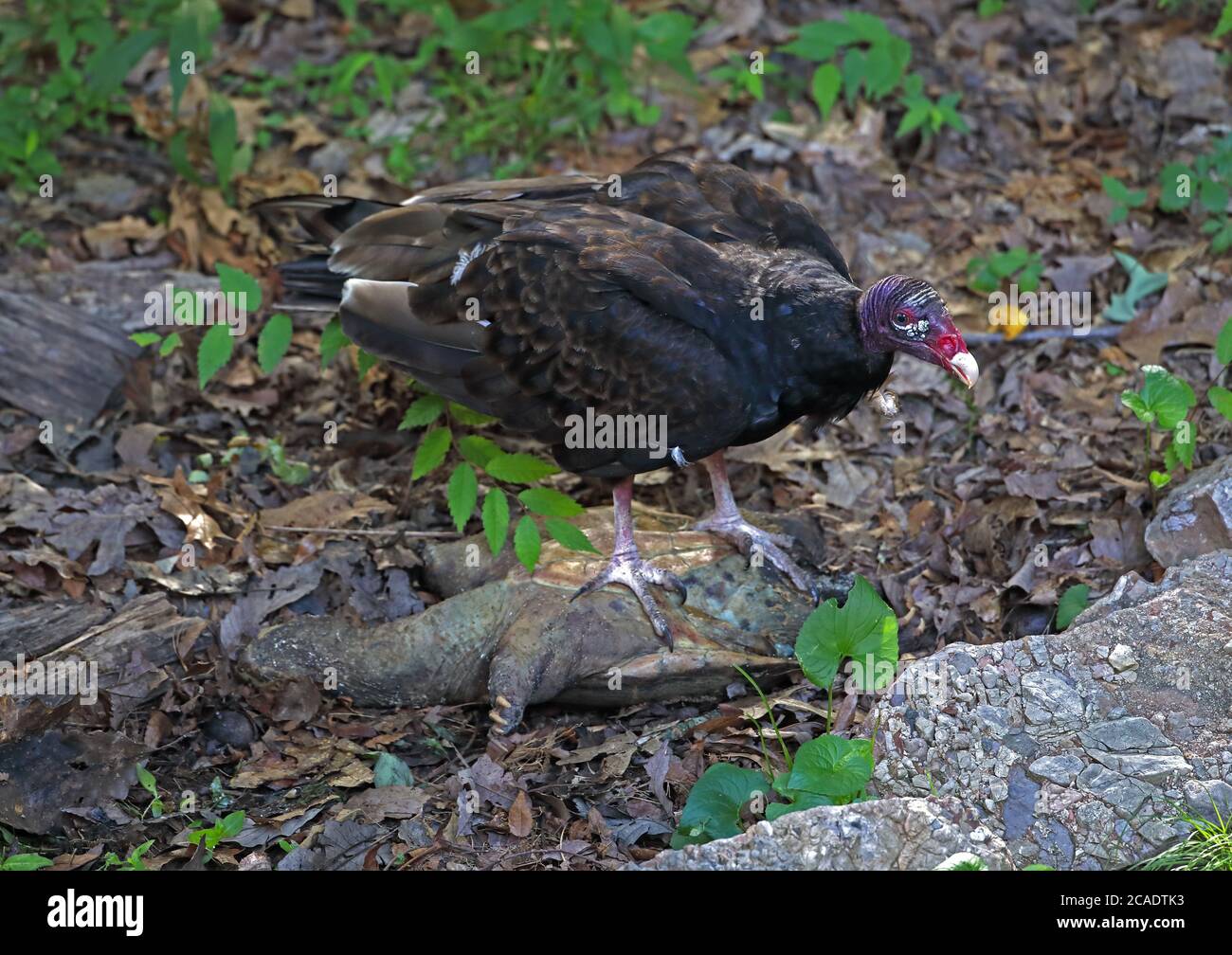 vautour de la dinde (Cathartes aura), se nourrissant de la tortue serpentine morte, (Chelydra serpentina), Maryland Banque D'Images