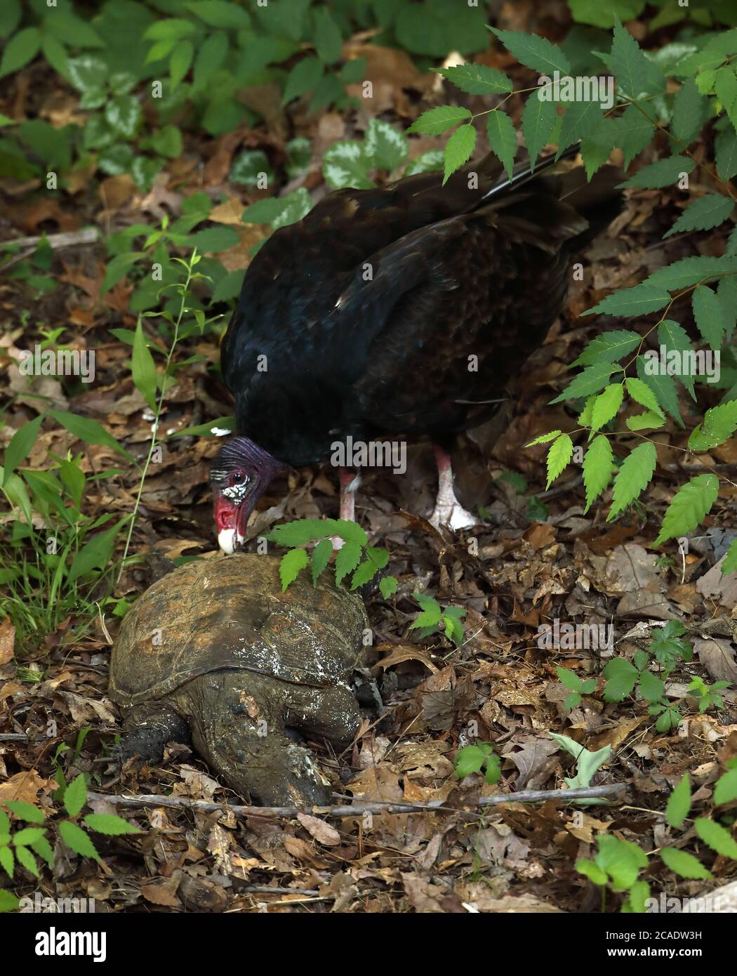 vautour de la dinde (Cathartes aura), se nourrissant de la tortue serpentine morte, (Chelydra serpentina), Maryland Banque D'Images