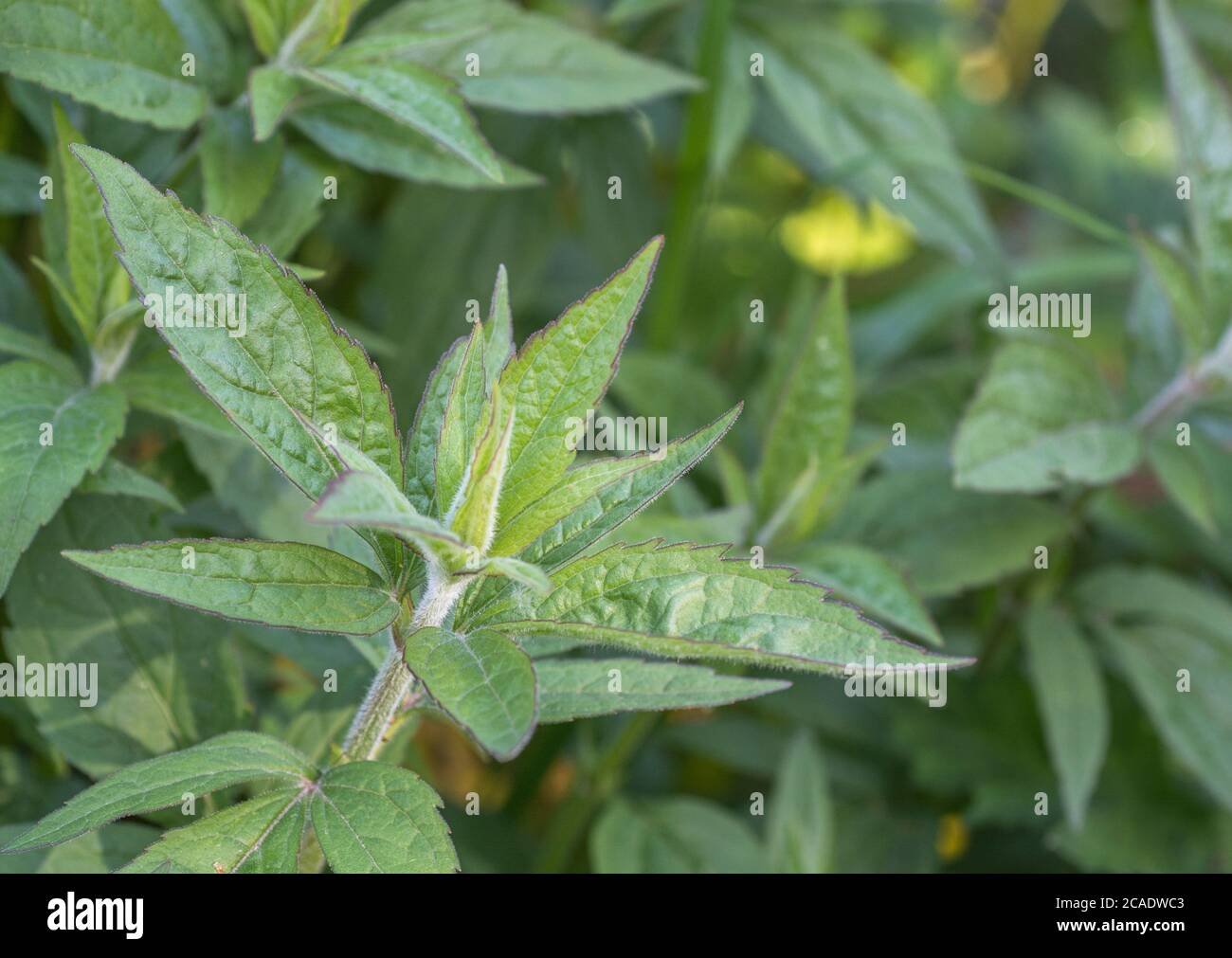 Les premières feuilles de printemps de Hemp Agrimony / Eupatorium cannabinum, une mauvaise herbe britannique commune autrefois utilisée comme plante médicinale dans les remèdes à base de plantes. Banque D'Images