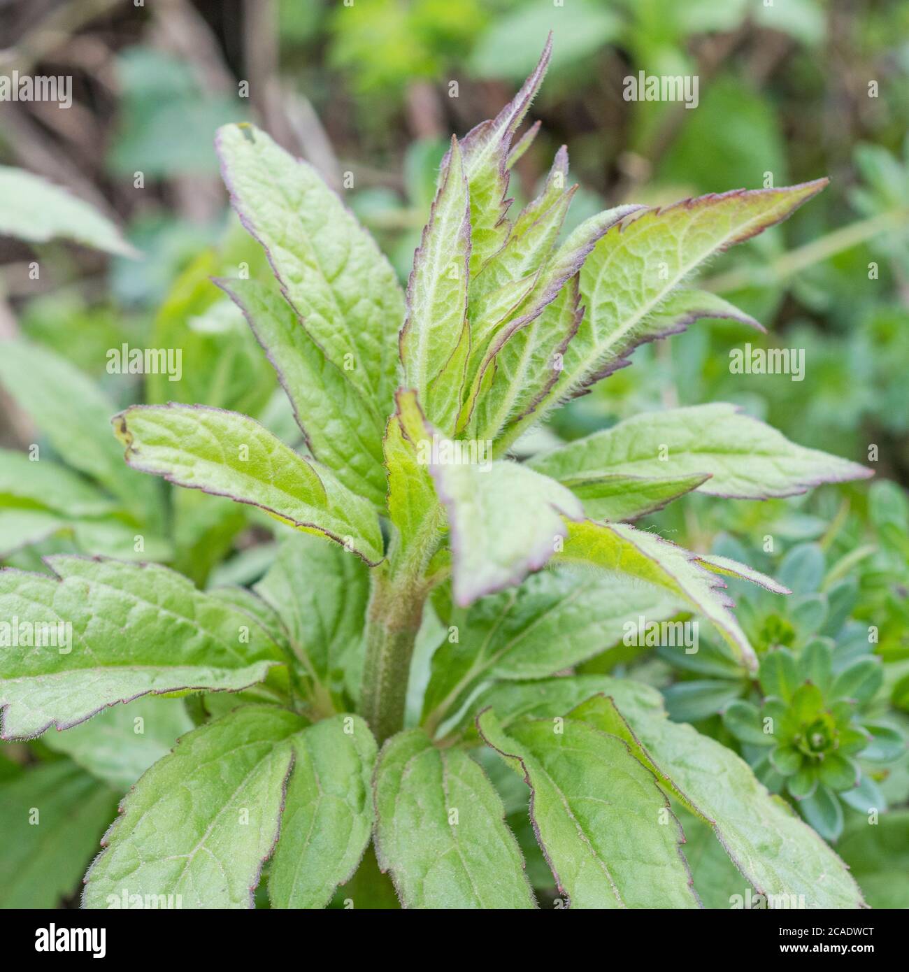 Les premières feuilles de printemps de Hemp Agrimony / Eupatorium cannabinum, une mauvaise herbe britannique commune autrefois utilisée comme plante médicinale dans les remèdes à base de plantes. Banque D'Images