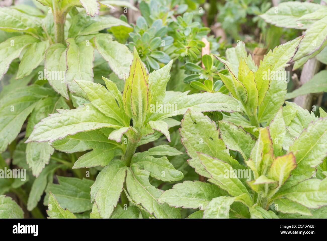 Les premières feuilles de printemps de Hemp Agrimony / Eupatorium cannabinum, une mauvaise herbe britannique commune autrefois utilisée comme plante médicinale dans les remèdes à base de plantes. Banque D'Images