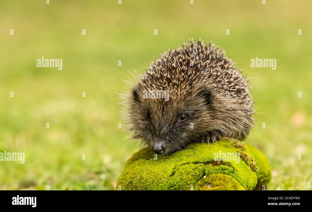 Copy spce Banque de photographies et d’images à haute résolution - Alamy
