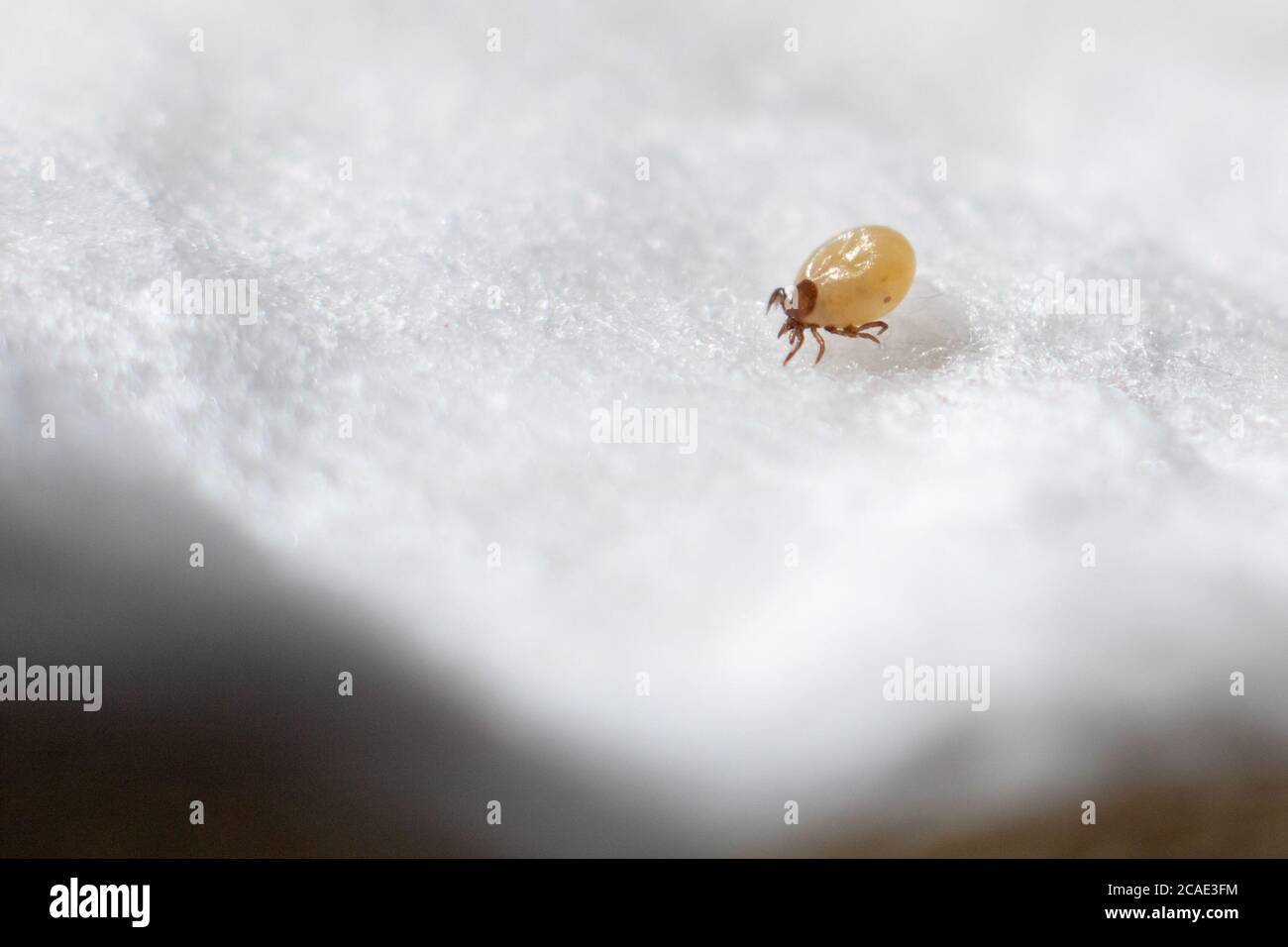 Ixoid acarien en macro-focus sur un coton-tige blanc Banque D'Images