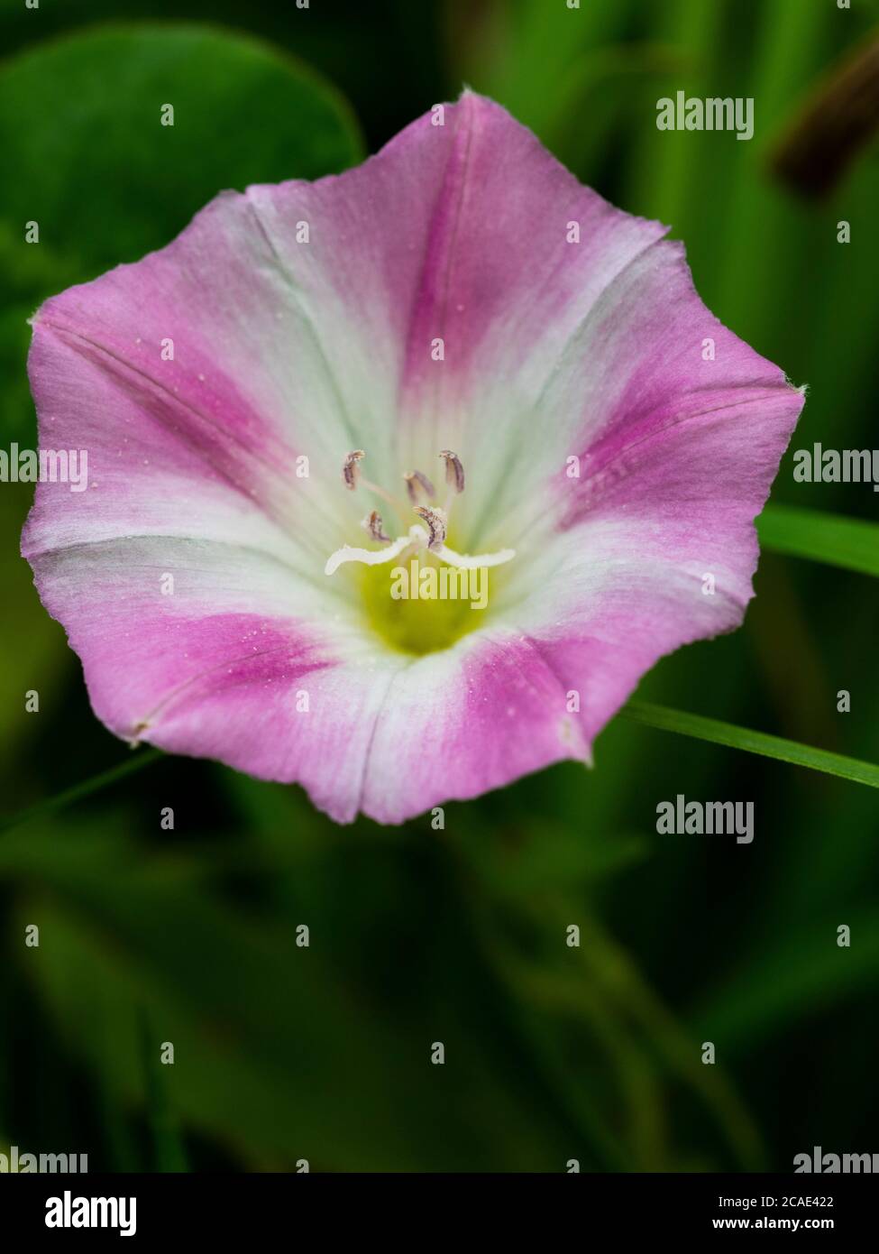 Convolvulus arvensis, herbe à poux, Cornwall, Royaume-Uni, juillet Banque D'Images