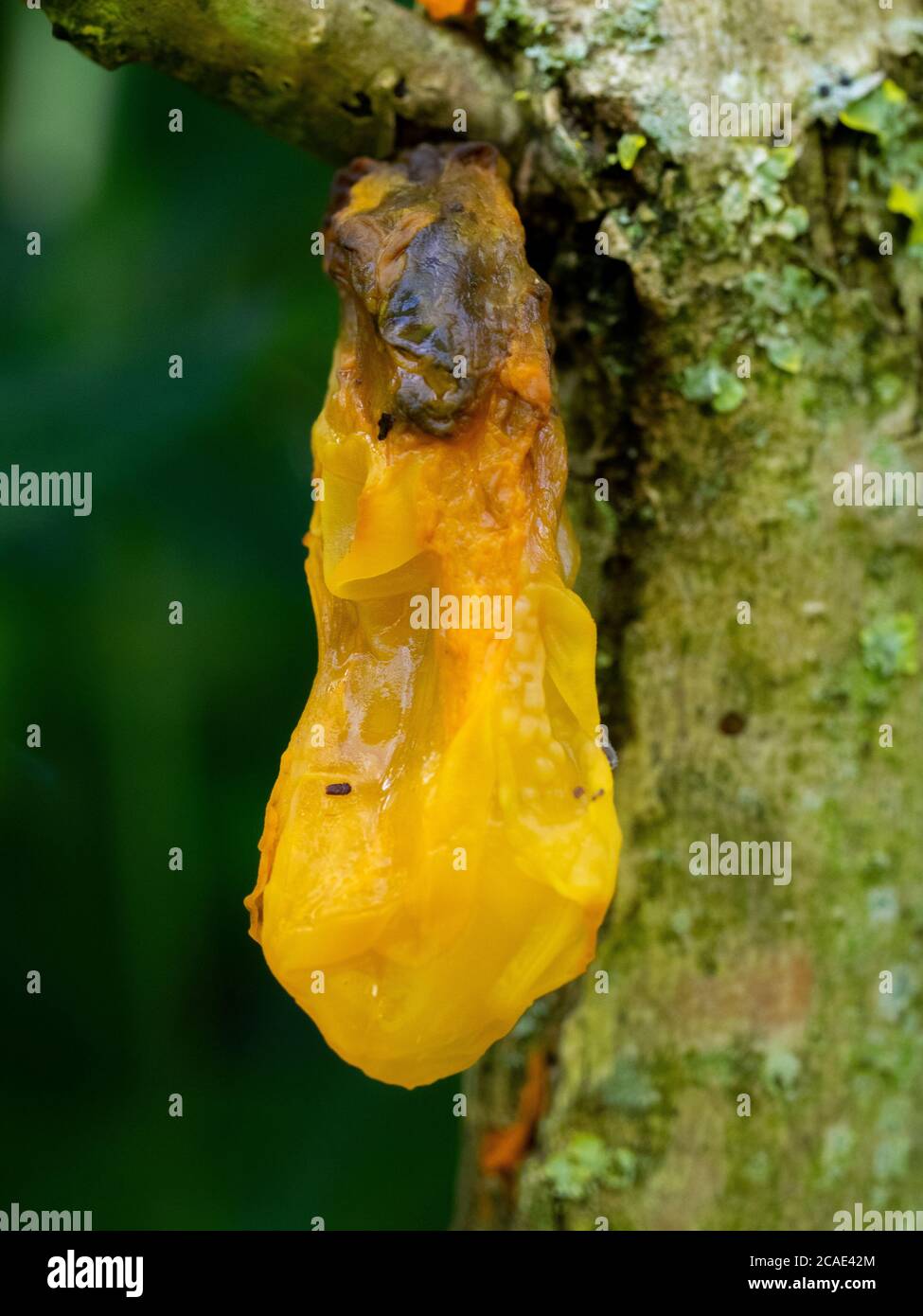 tremella mesenterica, champignon jaune de la gelée du cerveau Banque D'Images