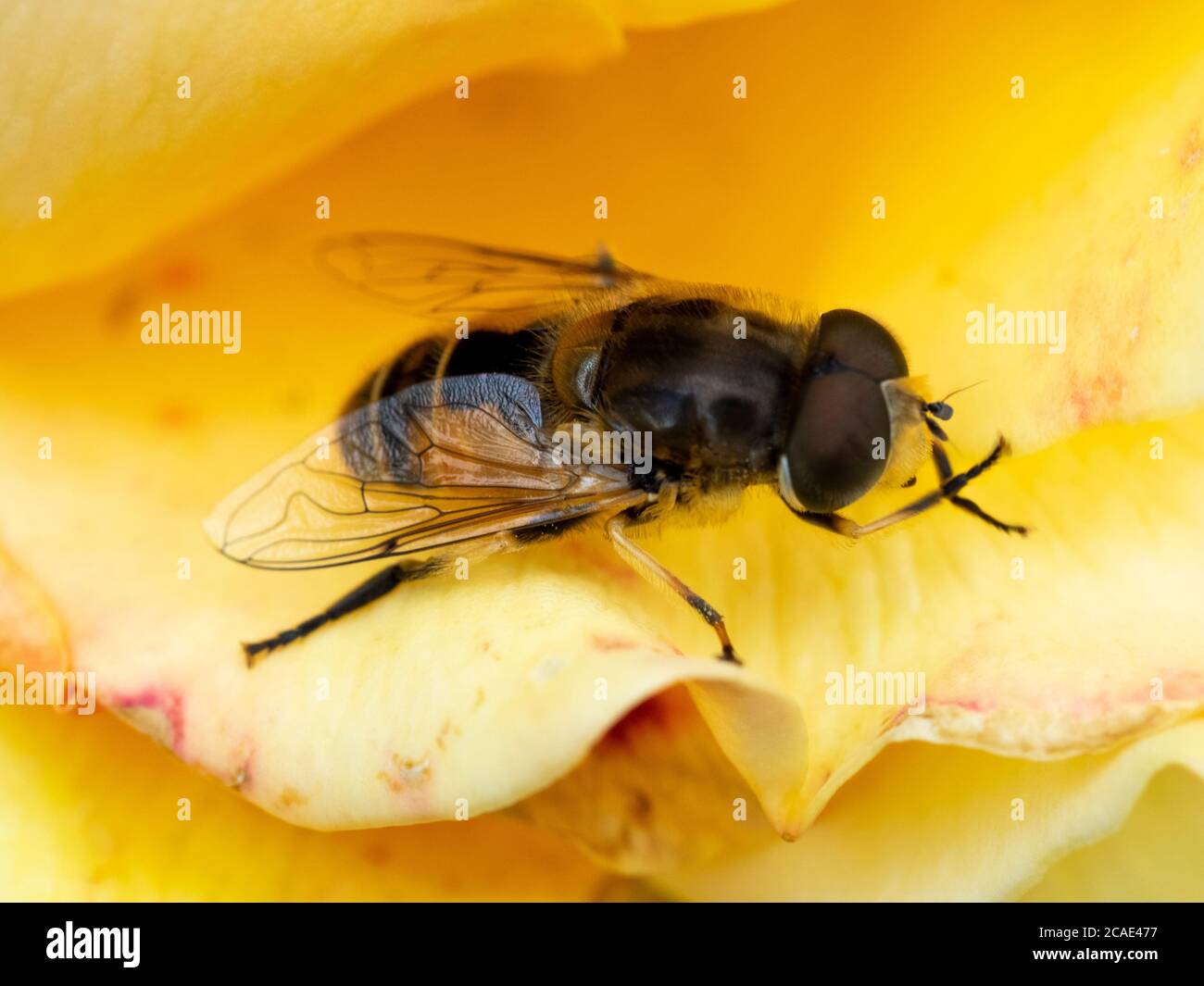 Hoverfly, Syrphidae sur une rose jaune, Devon, Royaume-Uni Banque D'Images