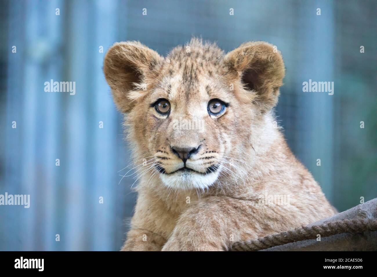 Le jeune lion de Berber regarde majestueux arrière-plan sombre., la meilleure photo. Banque D'Images