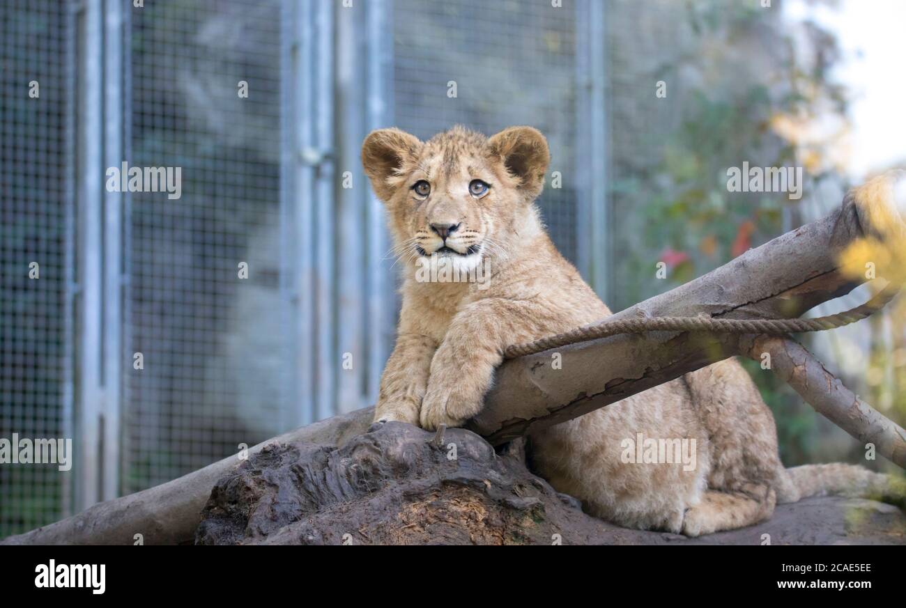 Le jeune lion de Berber regarde majestueux arrière-plan sombre., la meilleure photo. Banque D'Images