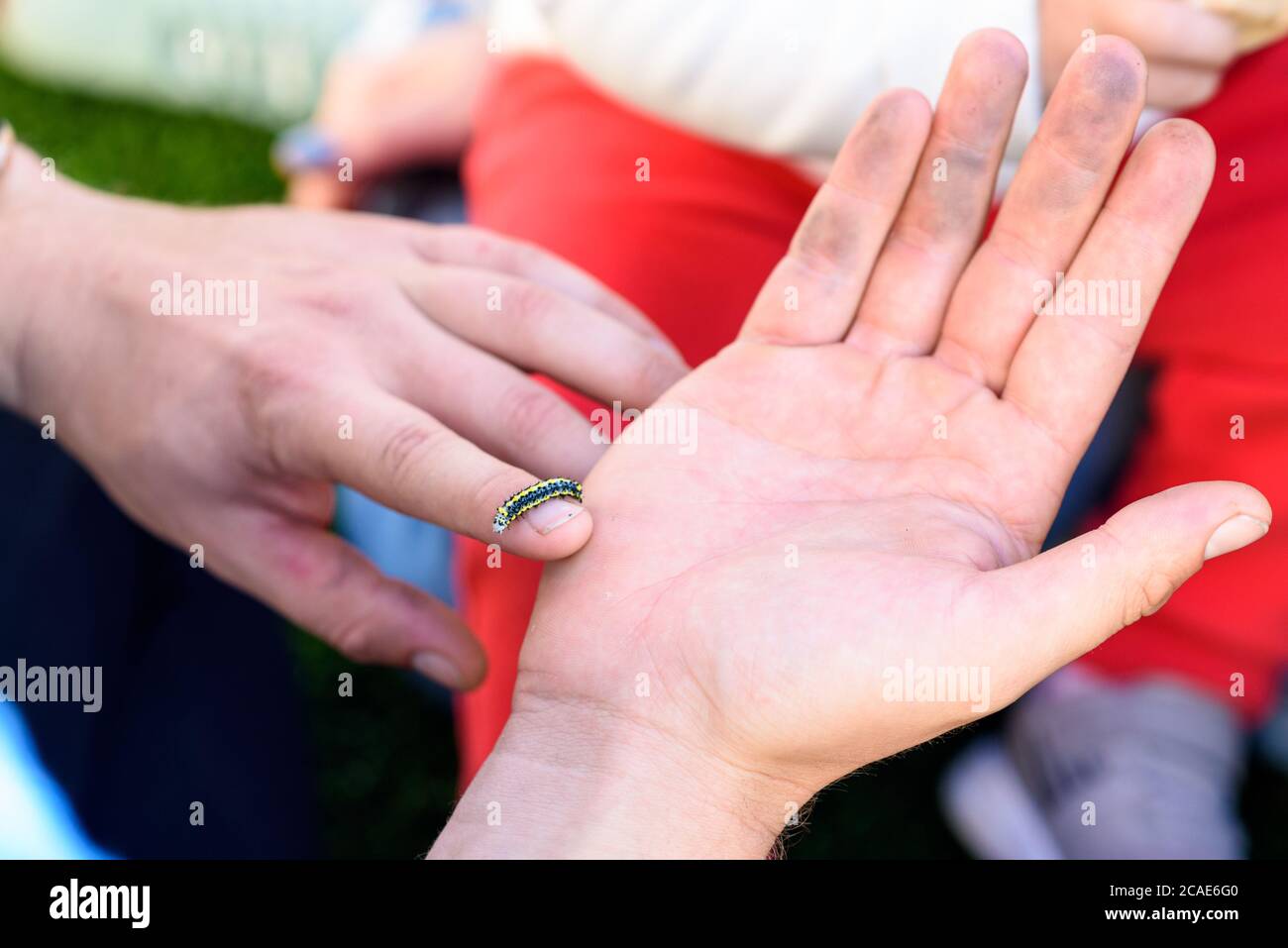 Caterpillar sur la main de l'homme.le père montre la chenille à la petite fille. Banque D'Images