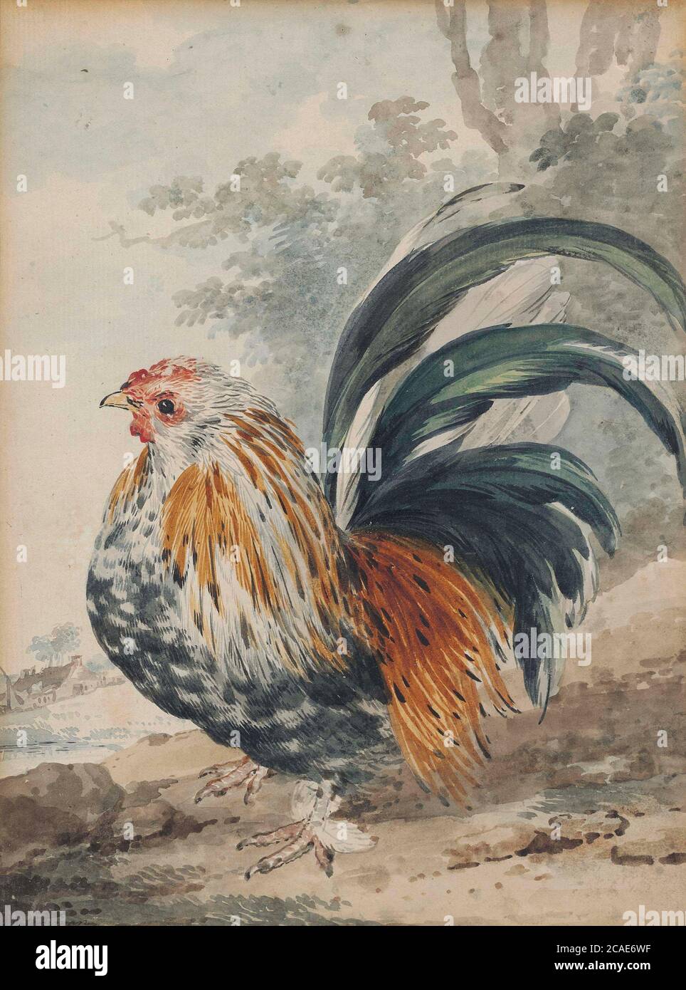 Aert Schouman (Dordrecht 1710-1792 la Haye) UN coq nain (Gallus nana) Banque D'Images