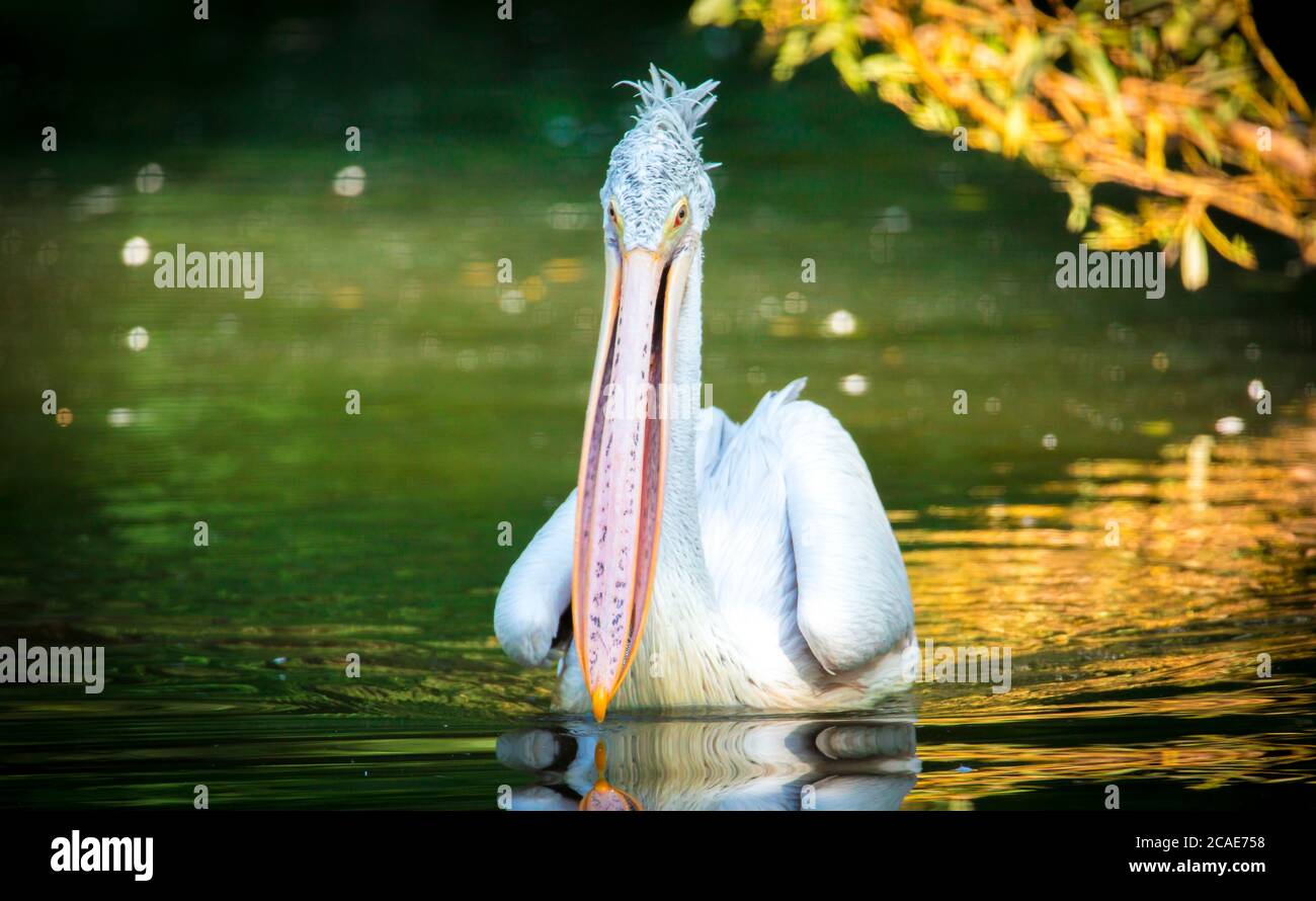 Pélican Pélécanus occidentalis brun secouant l'eau des plumes avec des ailes de flapping, des gouttes d'eau scintillant, la meilleure photo. Banque D'Images