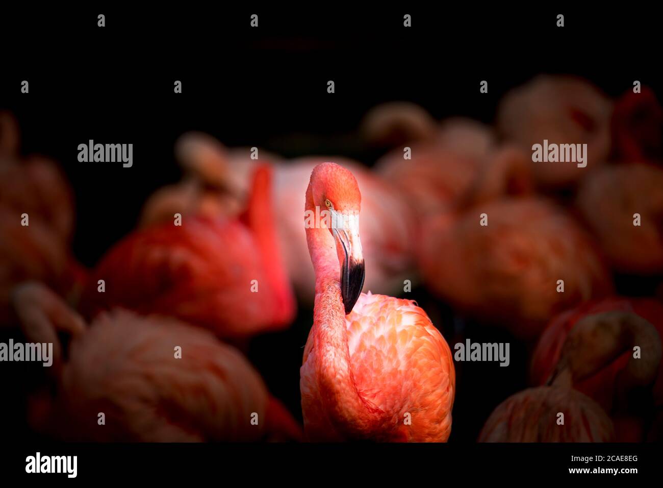 Vue en gros plan d'oiseau de Flamingo, beau plumage, tête, long neg, bec, oeil dans son environnement et avec fond d'eau, éclaboussures i Banque D'Images