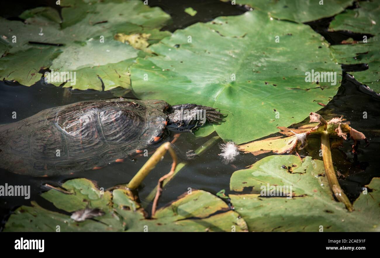 La tortue tourbillonnaire européenne Emys orbicularis nage dans l'étang, la meilleure photo. Banque D'Images