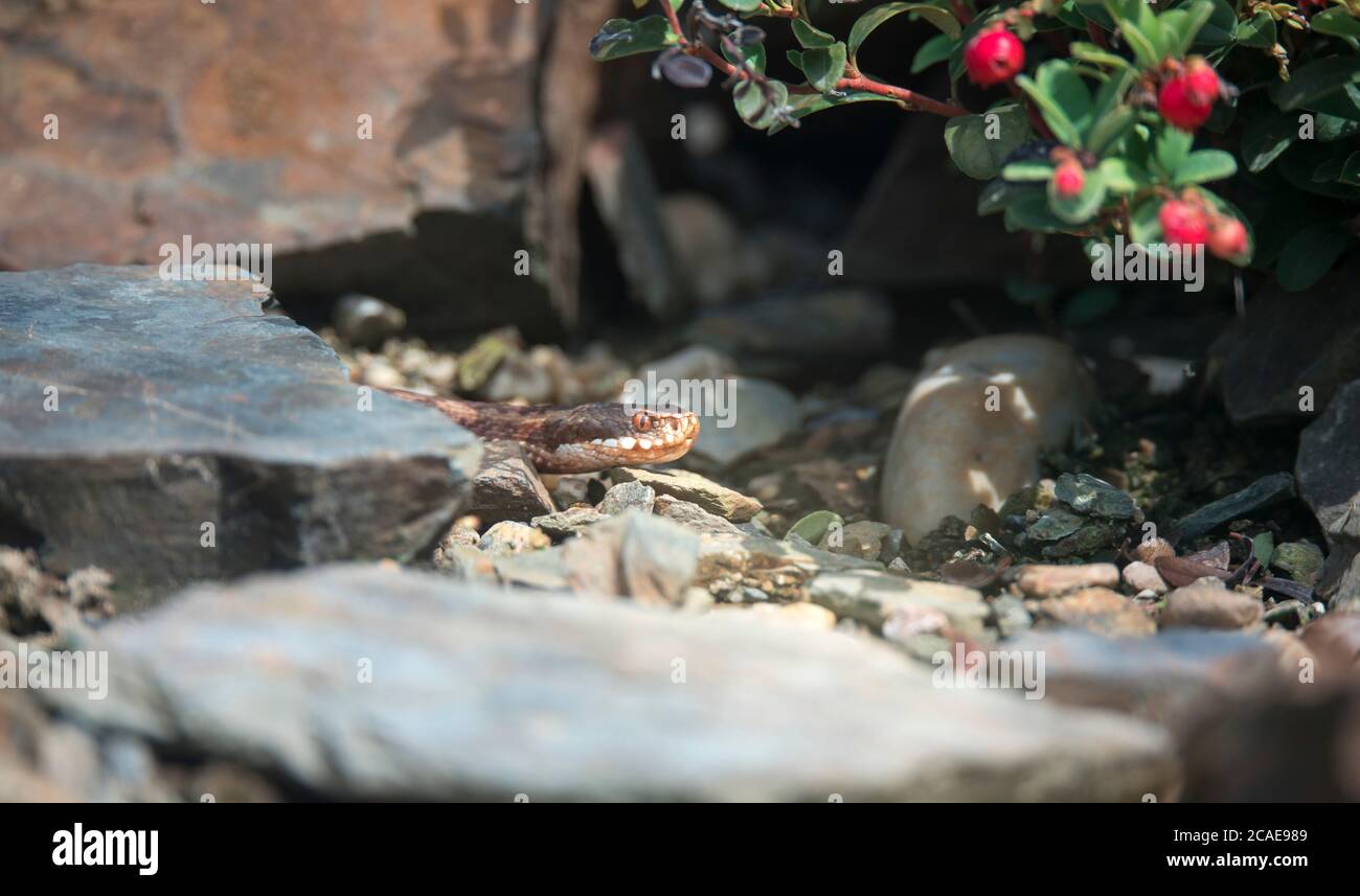 viper ramper dans les bois, prêt à frapper, renifle l'air, va à la chasse, comuner, à la recherche de nourriture et ramper sous la bruyère. La meilleure photo. Banque D'Images