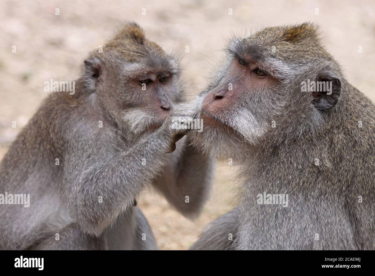 Crabe de toilettage-eating macaque Macaca fascicularis Banque D'Images