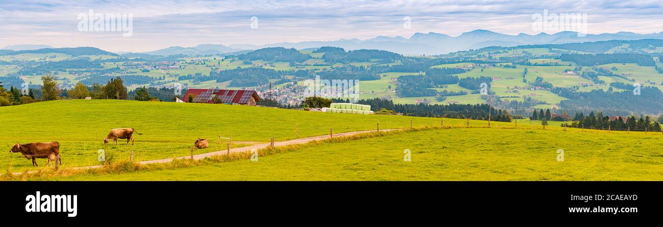 Campagne agricole en Bavière, Allemagne, Europe. Route sinueuse et vaches en premier plan, ciel bleu nuageux et montagnes en arrière-plan. Maison avec panneau solaire Banque D'Images