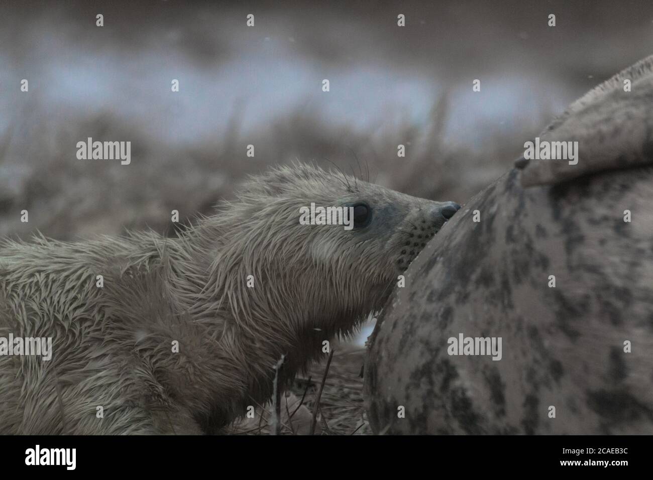 Malgré la neige fraîche de l'hiver, le phoque gris (Halichoerus grypus) pup continue de se nourrir de sa mère dans les dunes du Lincolnshire Banque D'Images