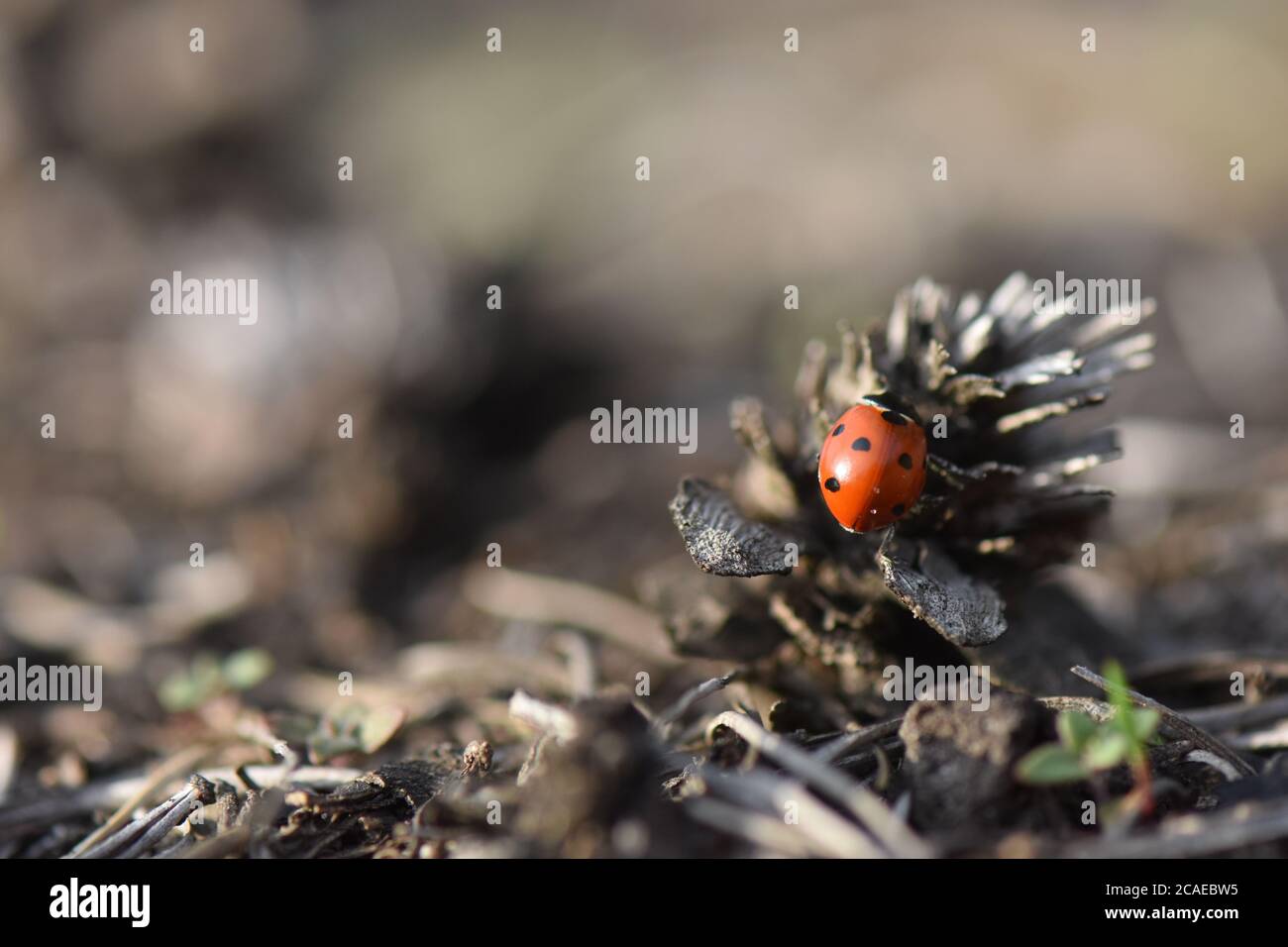 coccinelle sur un cône de pin Banque D'Images