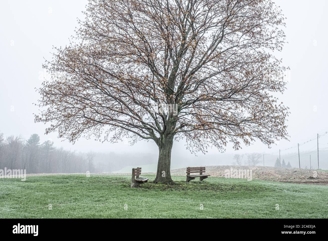 Un arbre d'érable Cimson King à l'ancienne école Fernald à Templeton, Massachusetts Banque D'Images