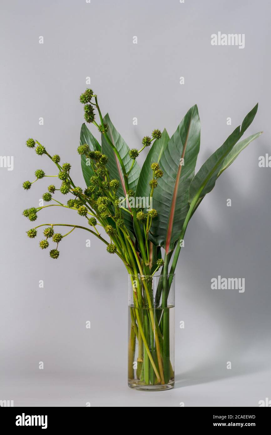 Feuilles de strelitzia vertes et roseau de bur européen ou Émersum de sparganium dans un vase en verre sur fond gris Banque D'Images