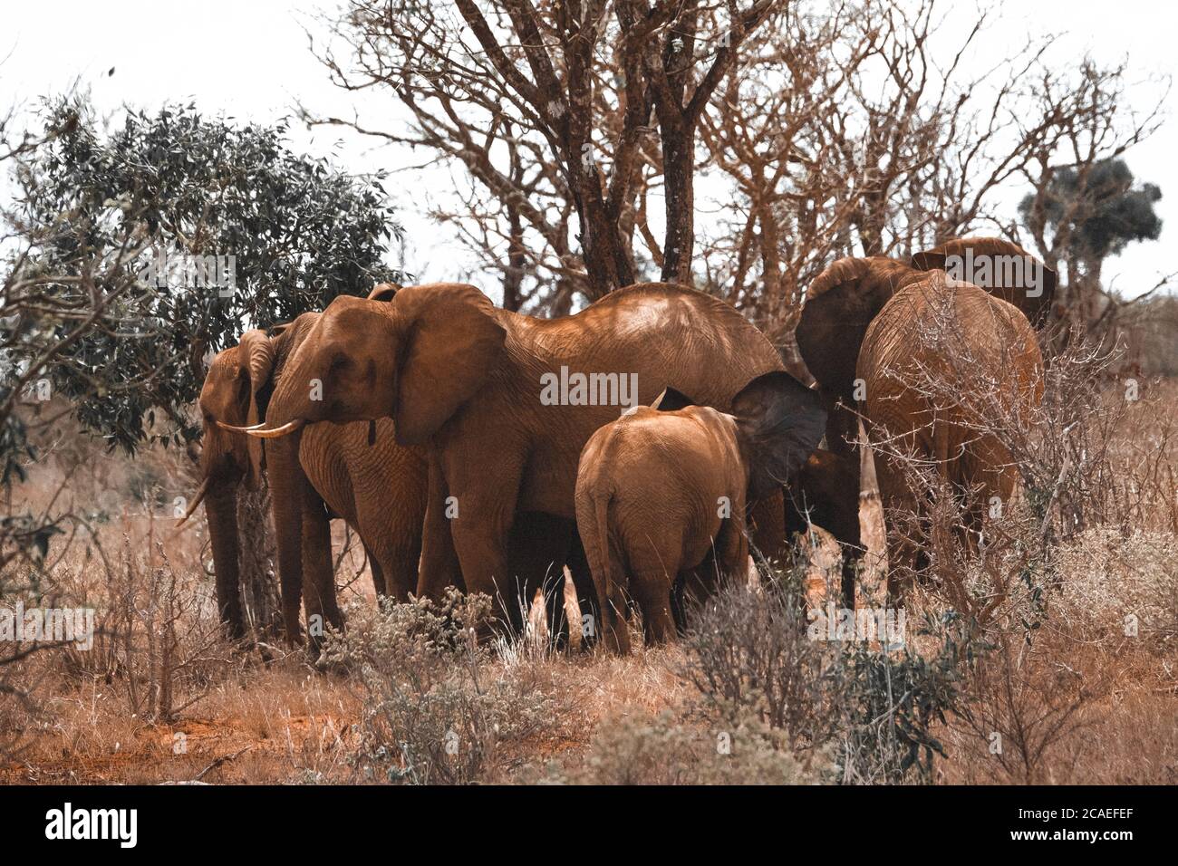 Éléphants Elephants Elefanten Elefantenherde Banque D'Images