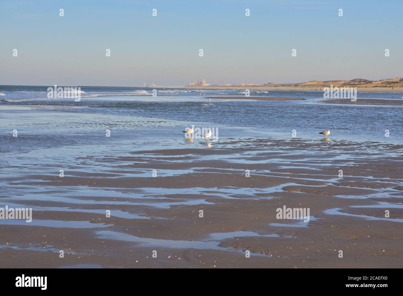 Un troupeau de goélands sur la mer pendant un après-midi ensoleillé. Ressort. Banque D'Images