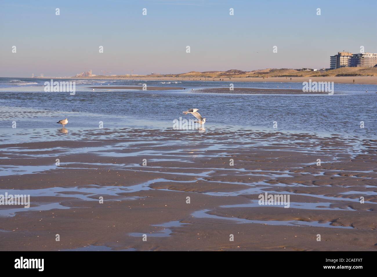 Un troupeau de goélands sur la mer pendant un après-midi ensoleillé. Ressort. Banque D'Images