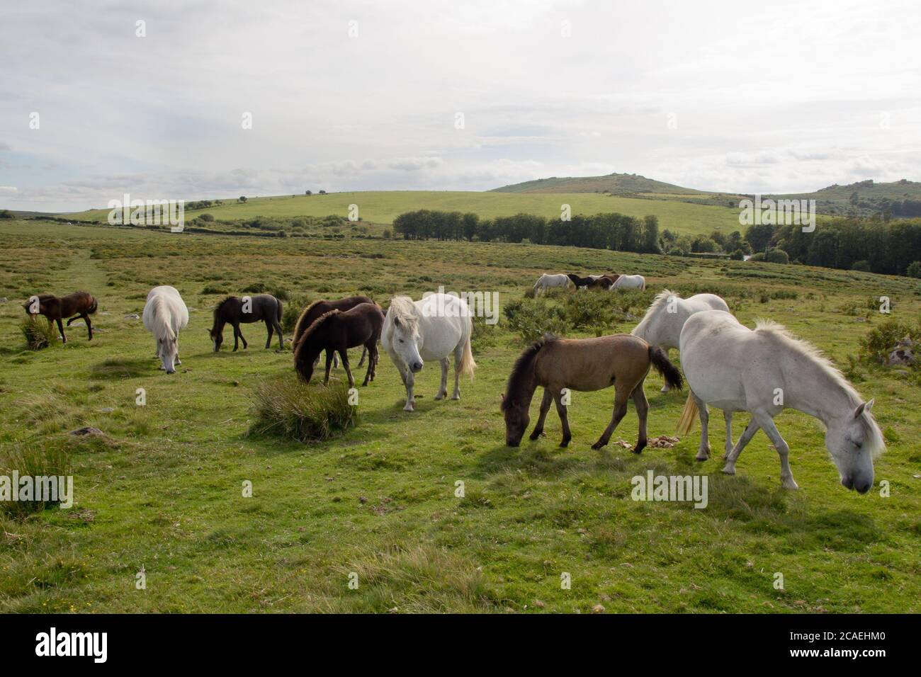 Scène de Dartmoor ponies #1 Banque D'Images