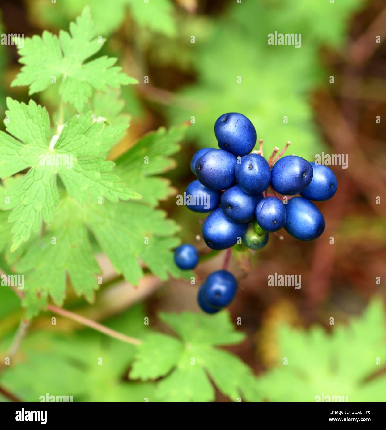 Les baies bleues d'Andrews Clintonia. Banque D'Images